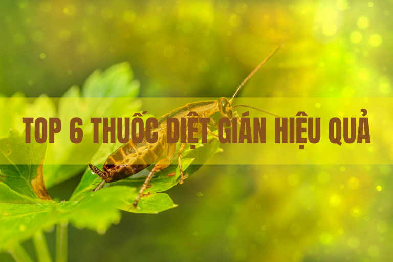 Top 6 thuốc diệt gián hiệu quả